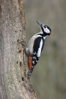 Greater Spotted Woodpecker